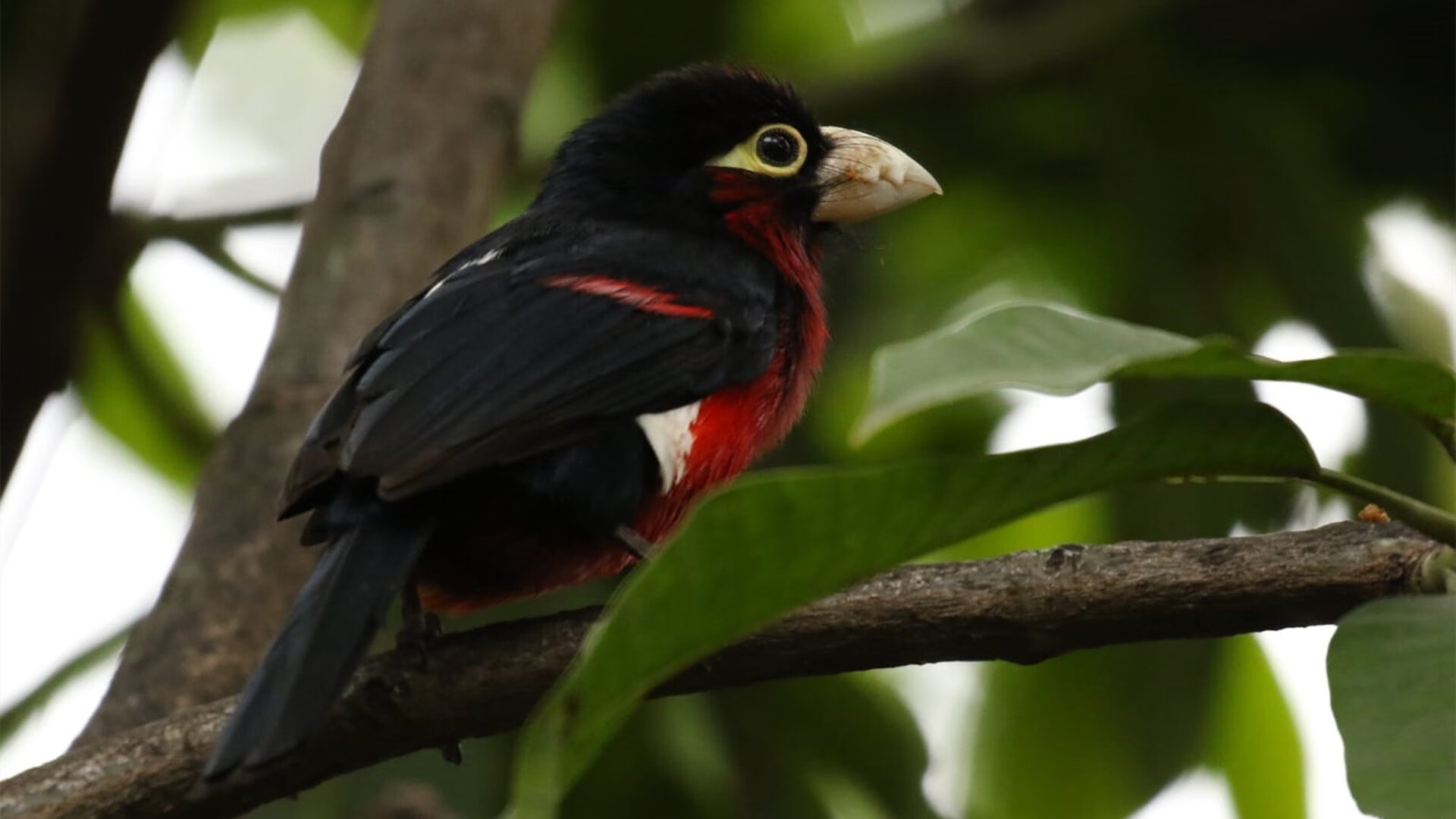 英超争冠白热化之际,AC米兰友谊赛完胜墨西哥豪门