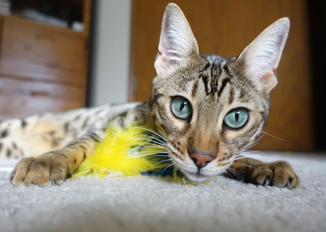 哈登独舞之夜,步行者铁壁封锁开拓者,年度焦点战尽显巨星本色